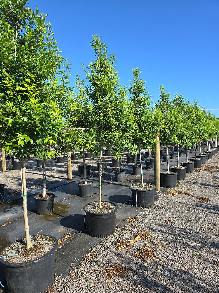 ilex-x-attenuata-eagleston-holly-eagleston-holly