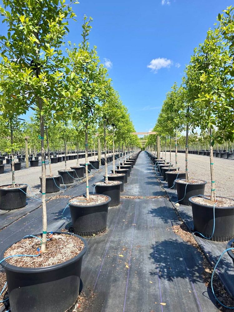 ilex-x-attenuata-eagleston-holly-eagleston-holly