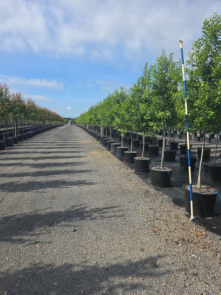 ilex-x-attenuata-eagleston-holly-eagleston-holly