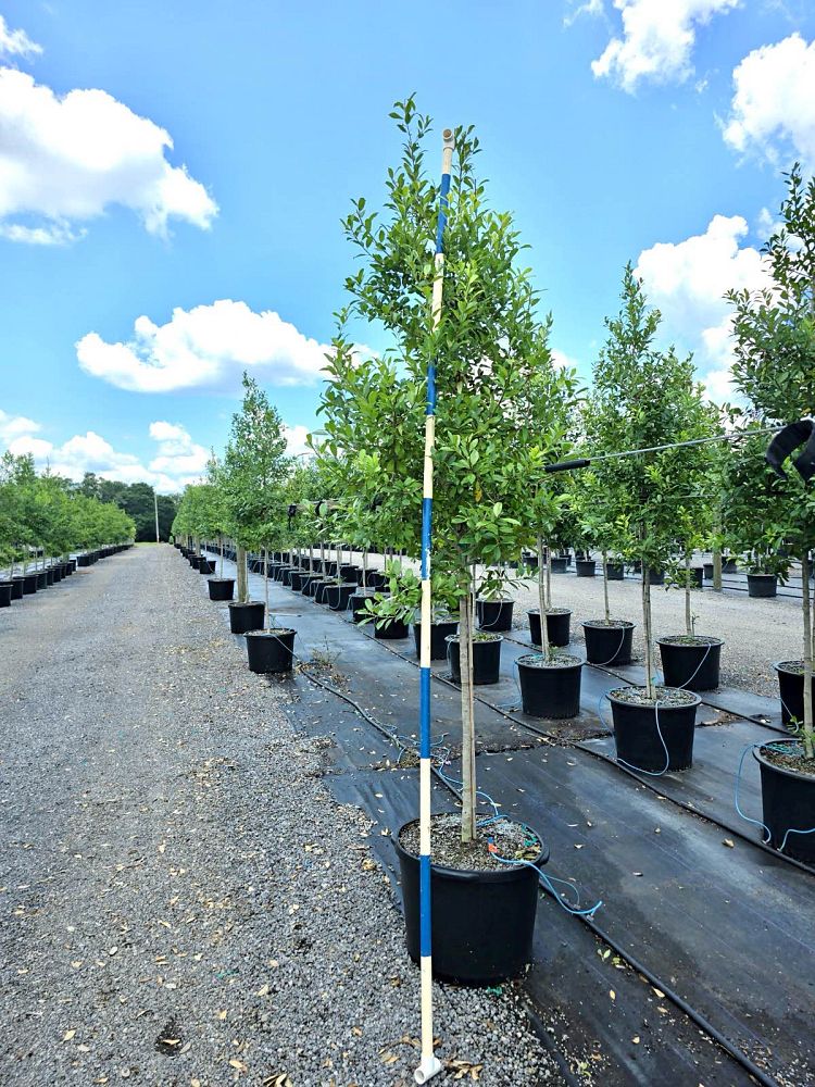 ilex-x-attenuata-eagleston-holly-eagleston-holly