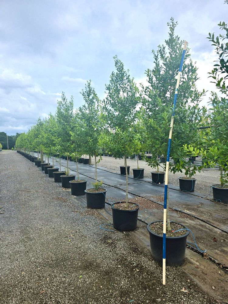 ilex-x-attenuata-eagleston-holly-eagleston-holly