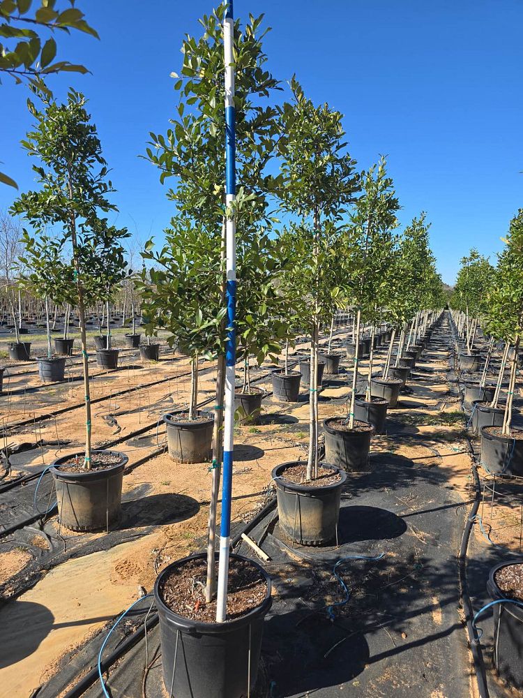 ilex-x-attenuata-eagleston-holly-eagleston-holly