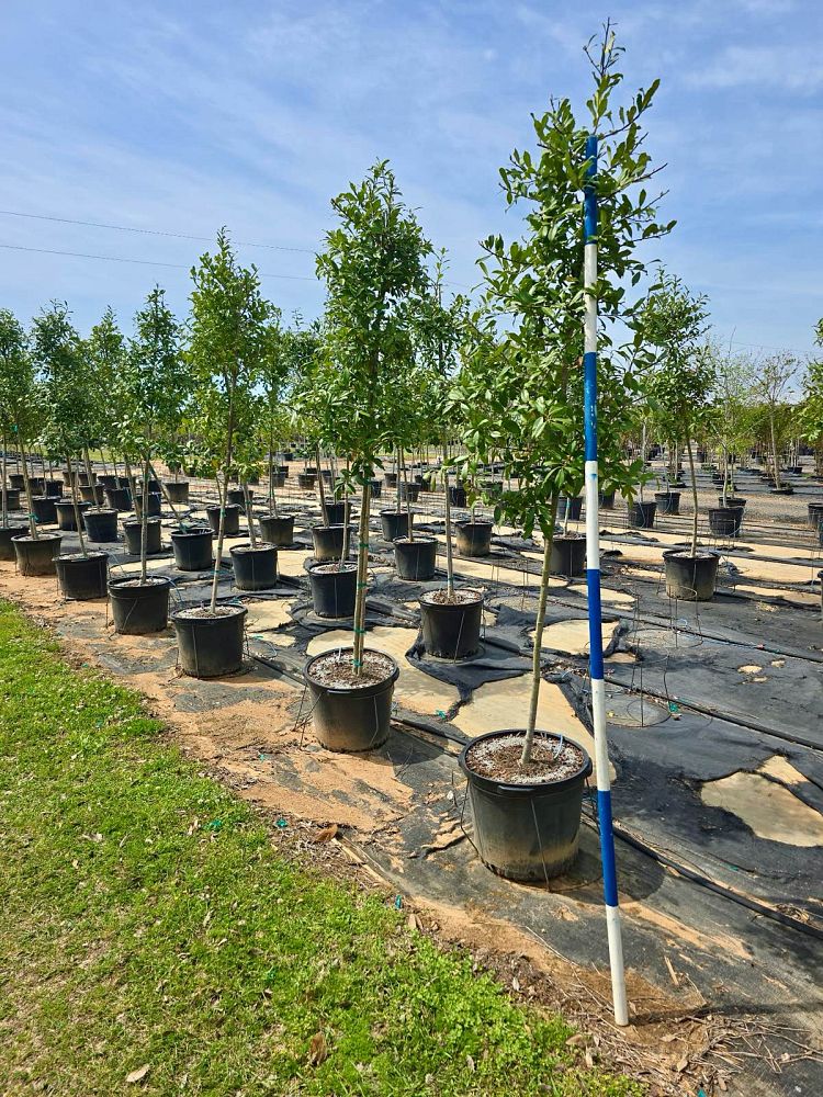 ilex-x-attenuata-eagleston-holly-eagleston-holly