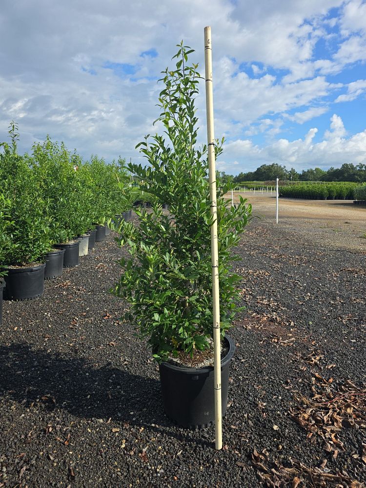 ilex-x-attenuata-eagleston-holly-eagleston-holly