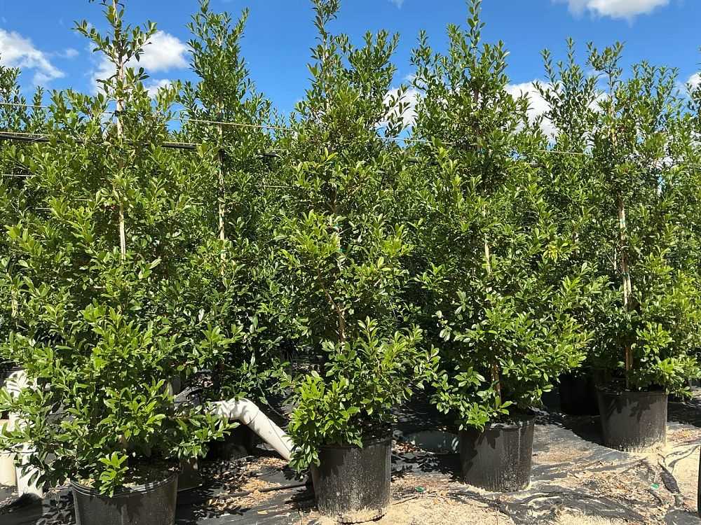 ilex-x-attenuata-eagleston-holly-eagleston-holly