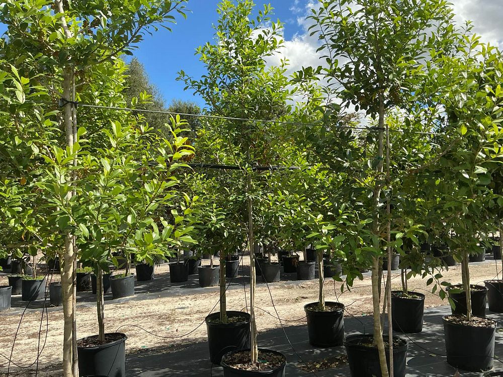 ilex-x-attenuata-eagleston-holly-eagleston-holly