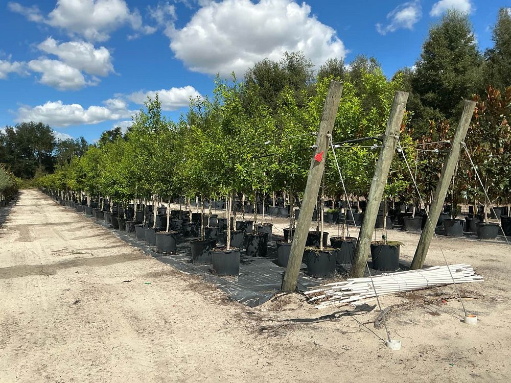 ilex-x-attenuata-eagleston-holly-eagleston-holly