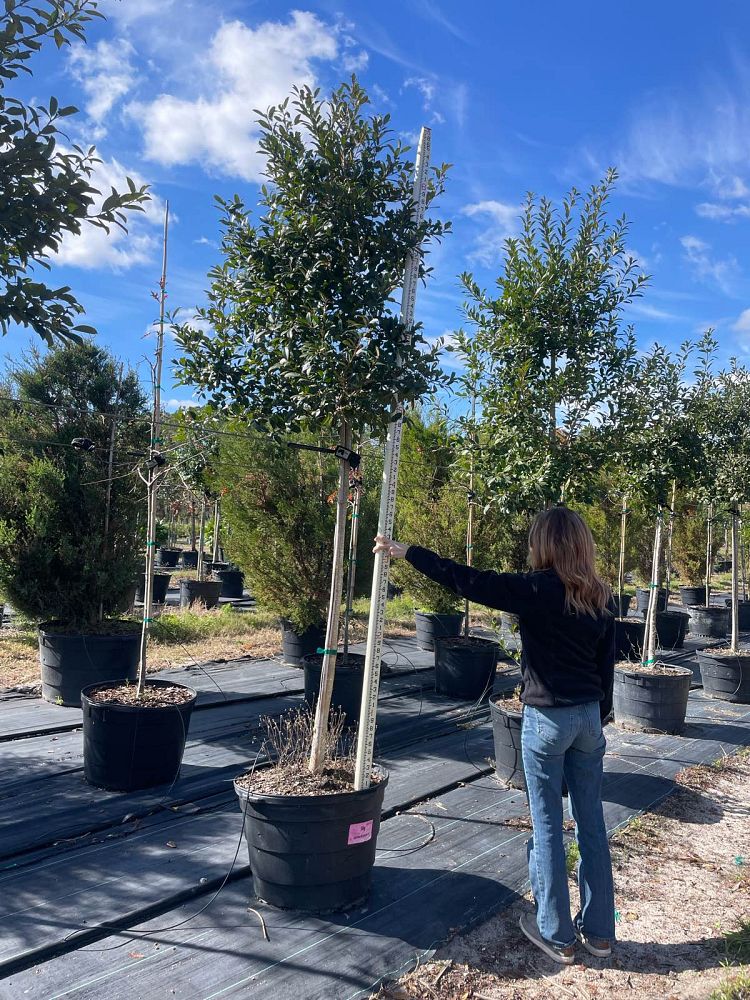ilex-x-attenuata-eagleston-holly-eagleston-holly