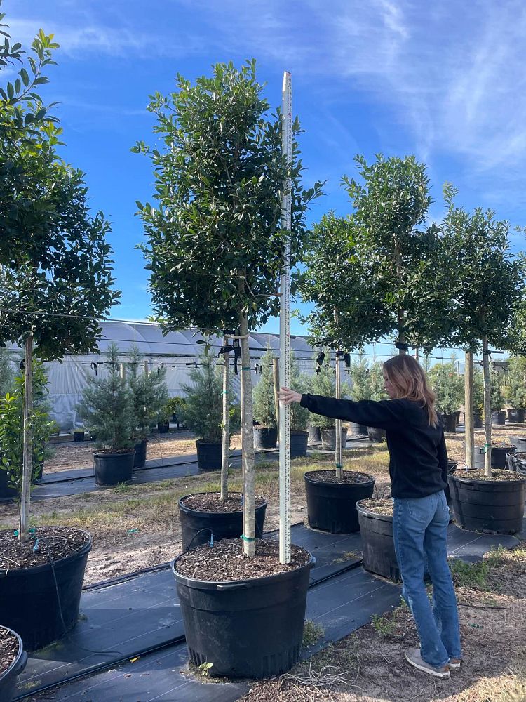 ilex-x-attenuata-eagleston-holly-eagleston-holly