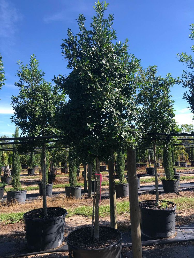 ilex-x-attenuata-eagleston-holly-eagleston-holly