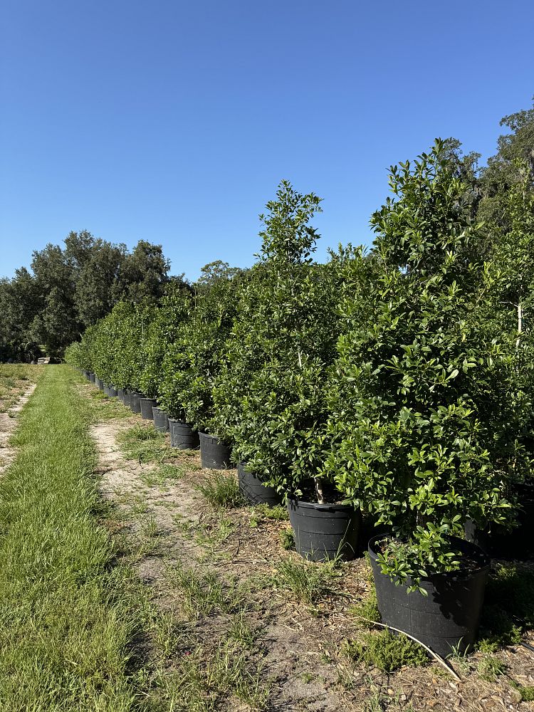 ilex-x-attenuata-eagleston-holly-eagleston-holly