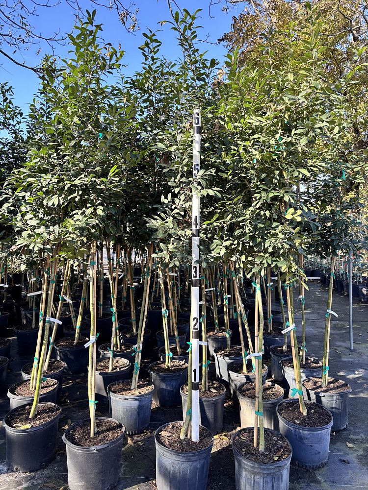 ilex-x-attenuata-eagleston-holly-eagleston-holly