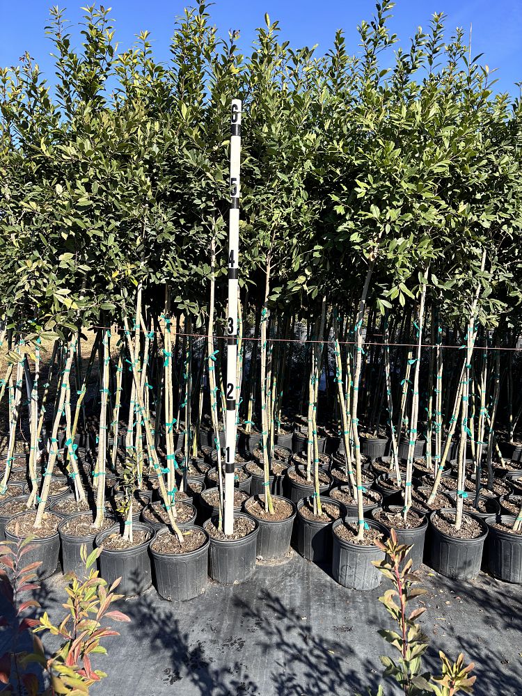 ilex-x-attenuata-eagleston-holly-eagleston-holly