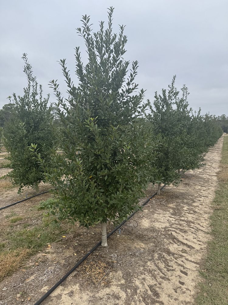 ilex-x-attenuata-eagleston-holly-eagleston-holly