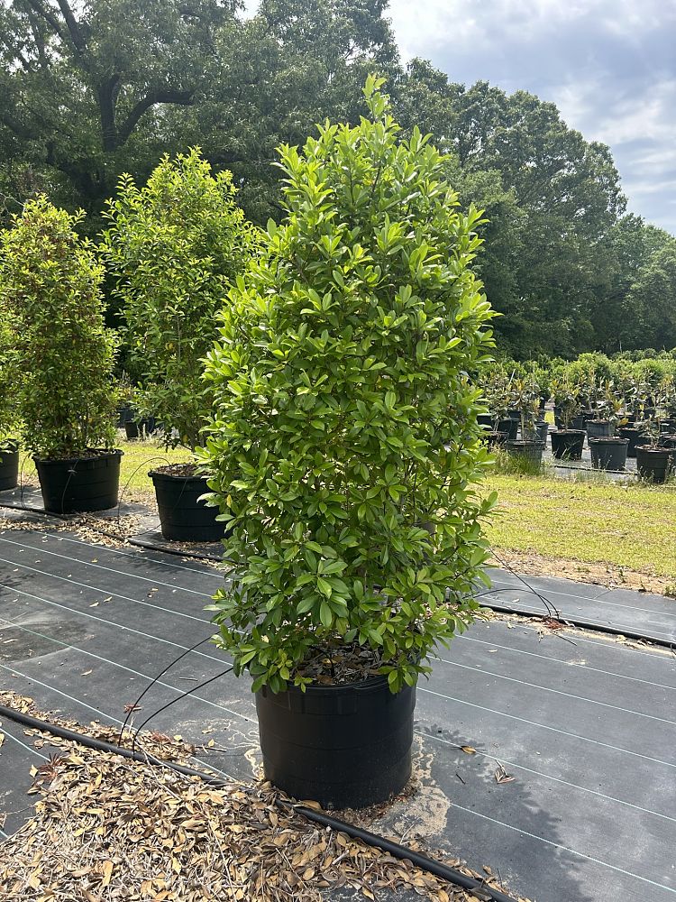 ilex-x-attenuata-eagleston-holly-eagleston-holly