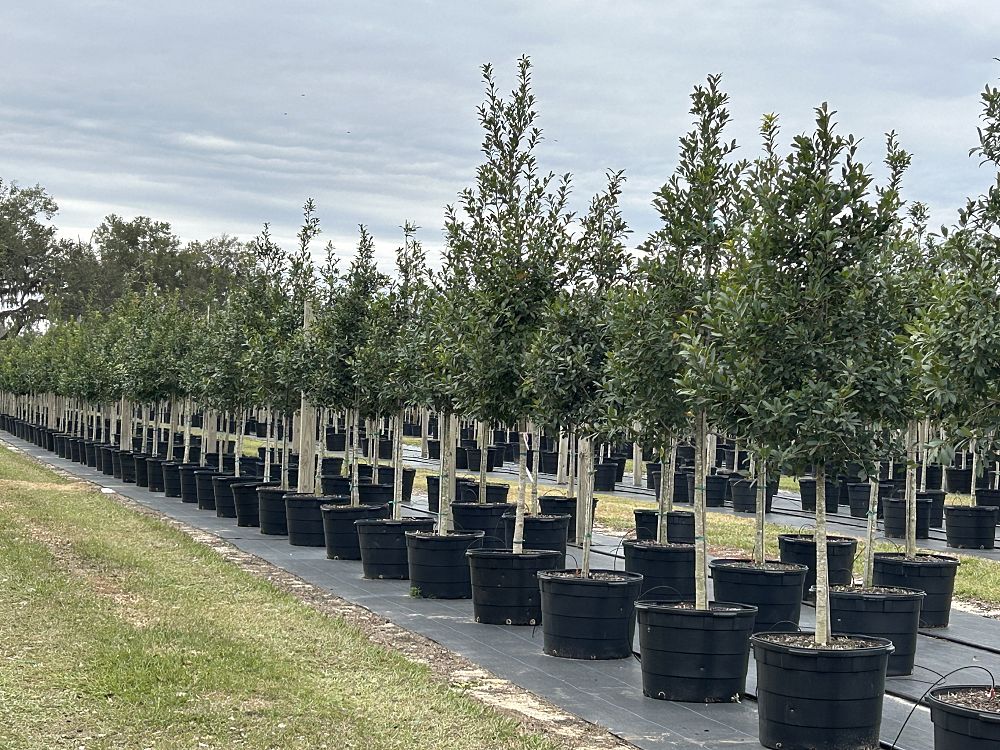 ilex-x-attenuata-eagleston-holly-eagleston-holly
