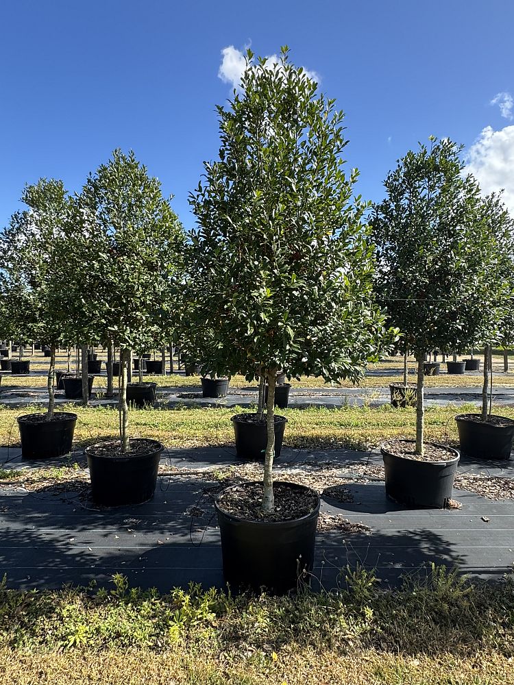 ilex-x-attenuata-eagleston-holly-eagleston-holly