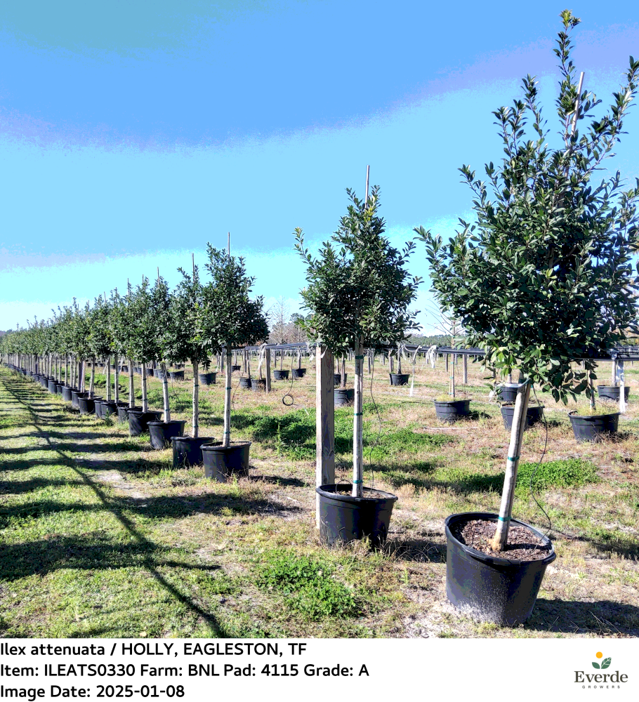 ilex-x-attenuata-eagleston-holly-eagleston-holly