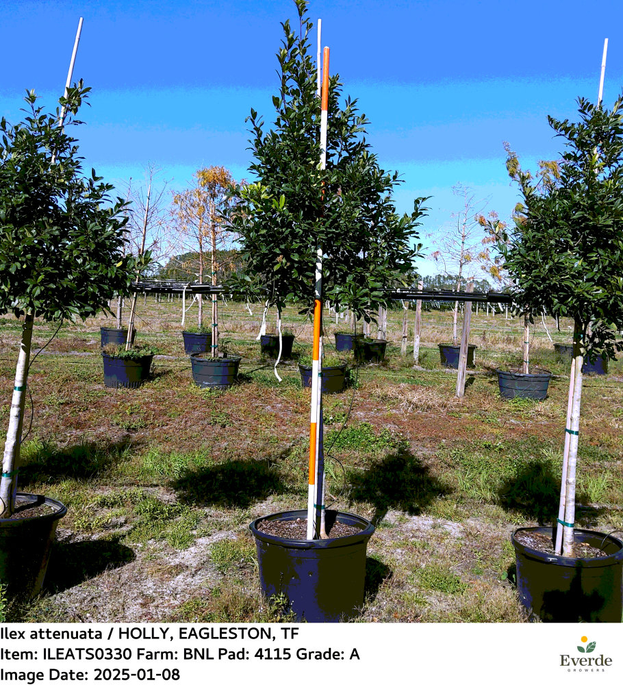 ilex-x-attenuata-eagleston-holly-eagleston-holly