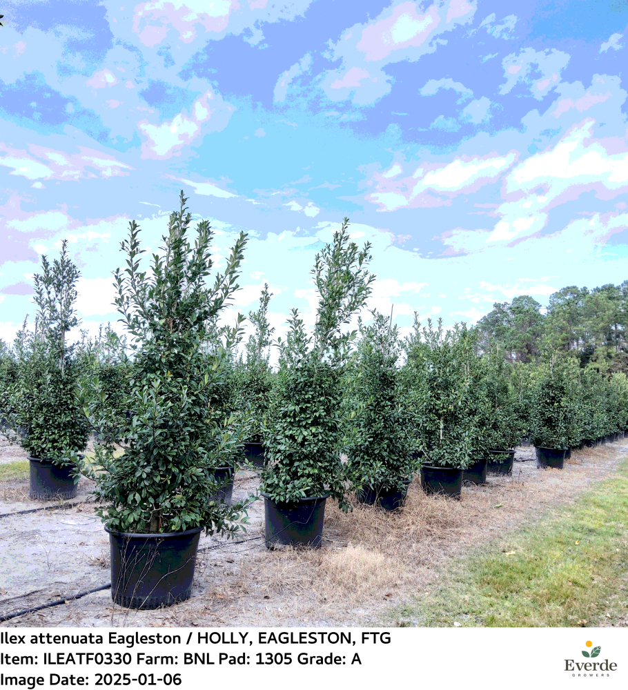 ilex-x-attenuata-eagleston-holly-eagleston-holly