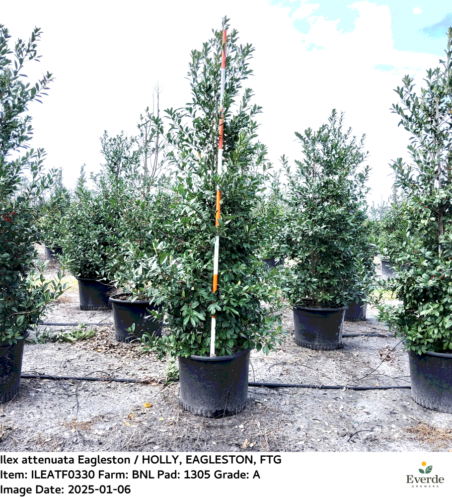 ilex-x-attenuata-eagleston-holly-eagleston-holly