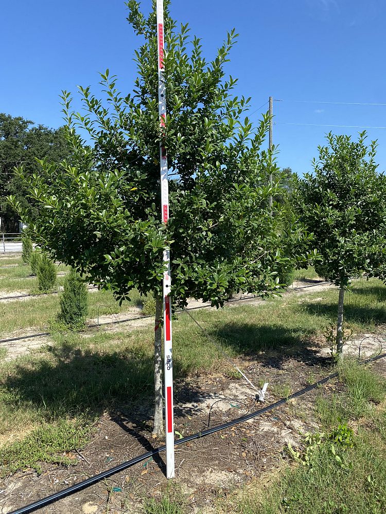 ilex-x-attenuata-eagleston-holly-eagleston-holly