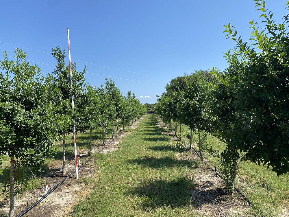 ilex-x-attenuata-eagleston-holly-eagleston-holly