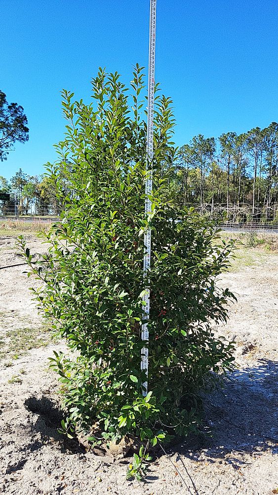 ilex-x-attenuata-eagleston-holly-eagleston-holly