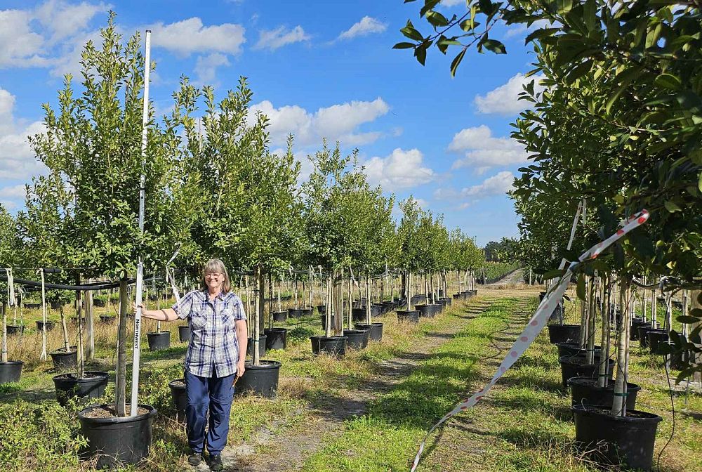 ilex-x-attenuata-eagleston-holly-eagleston-holly