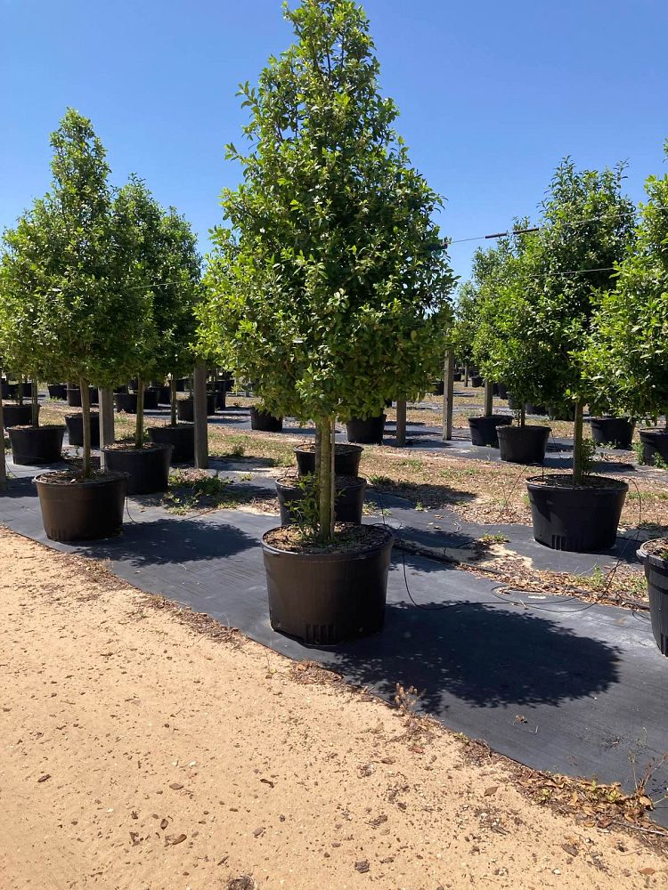 ilex-x-attenuata-eagleston-holly-eagleston-holly