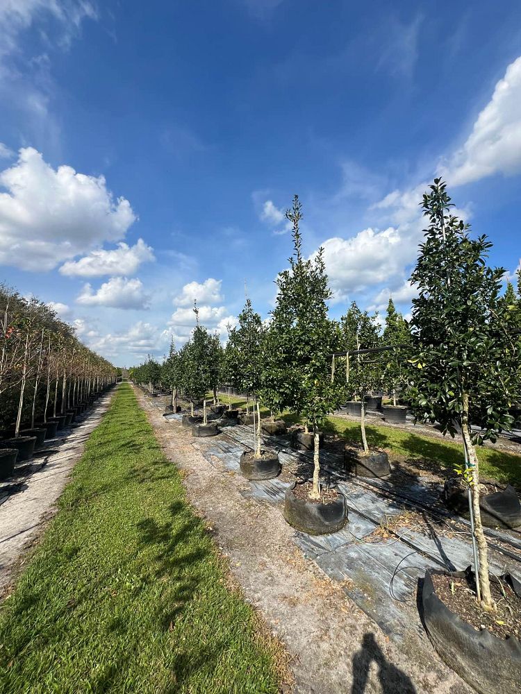 ilex-x-attenuata-eagleston-holly-eagleston-holly