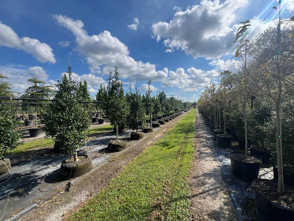 ilex-x-attenuata-eagleston-holly-eagleston-holly