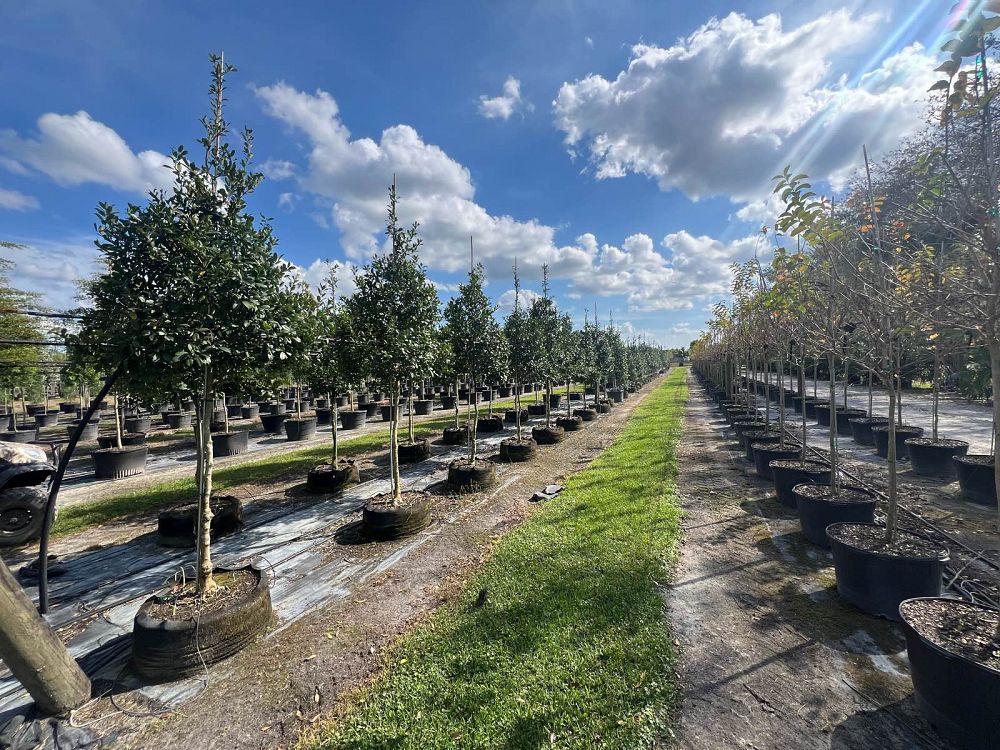 ilex-x-attenuata-eagleston-holly-eagleston-holly