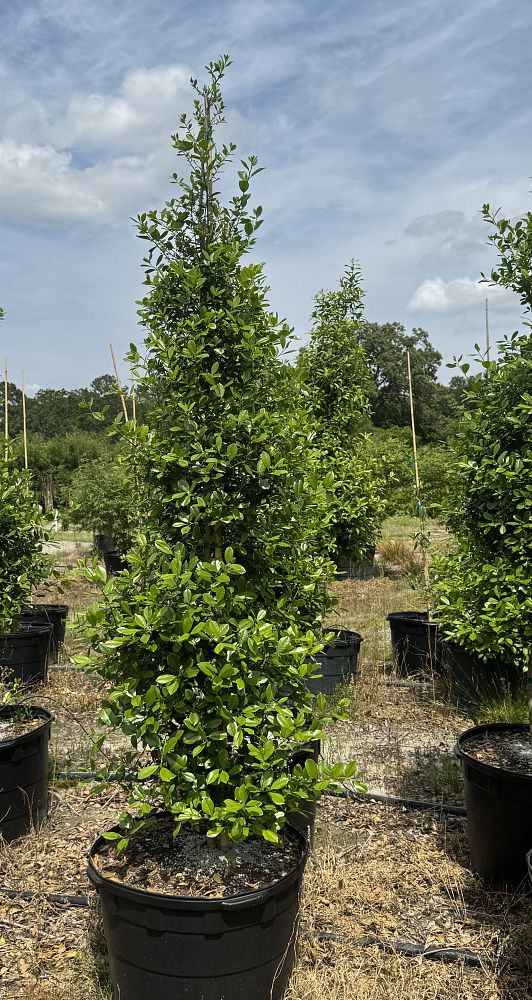 ilex-x-attenuata-eagleston-holly-eagleston-holly