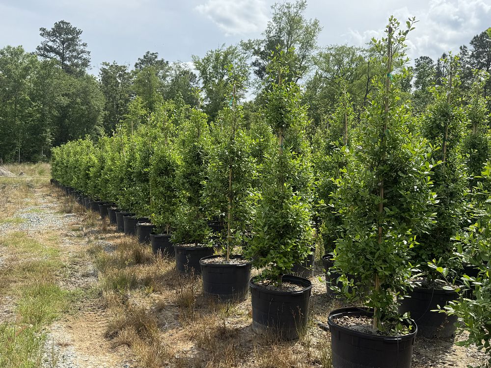 ilex-x-attenuata-eagleston-holly-eagleston-holly