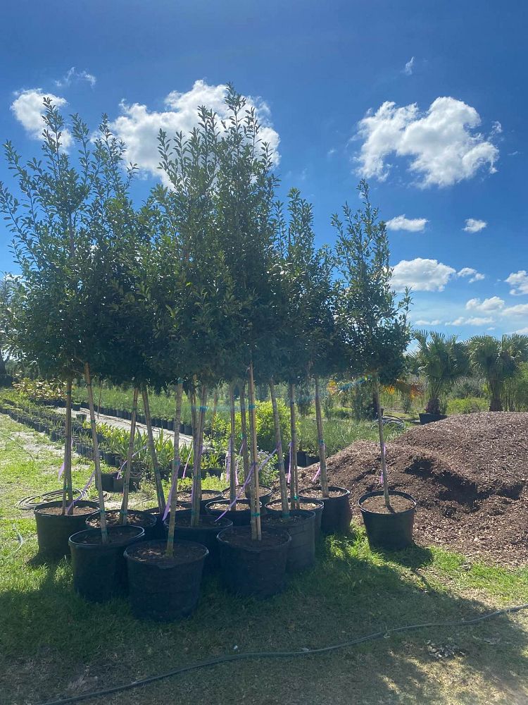 ilex-x-attenuata-eagleston-holly-eagleston-holly