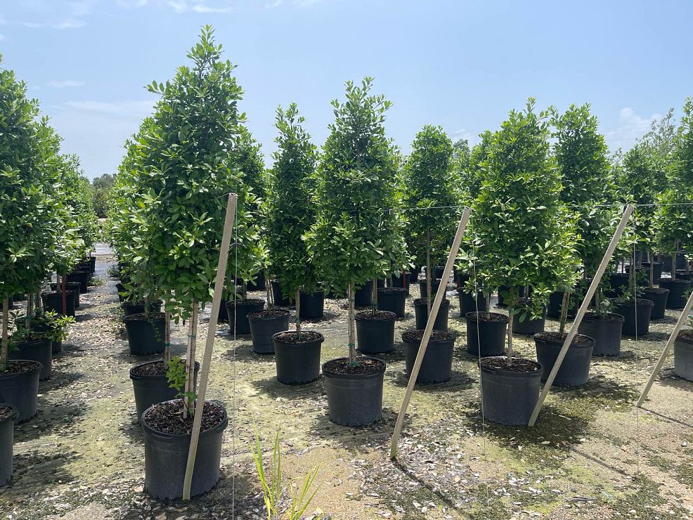 ilex-x-attenuata-eagleston-holly-eagleston-holly