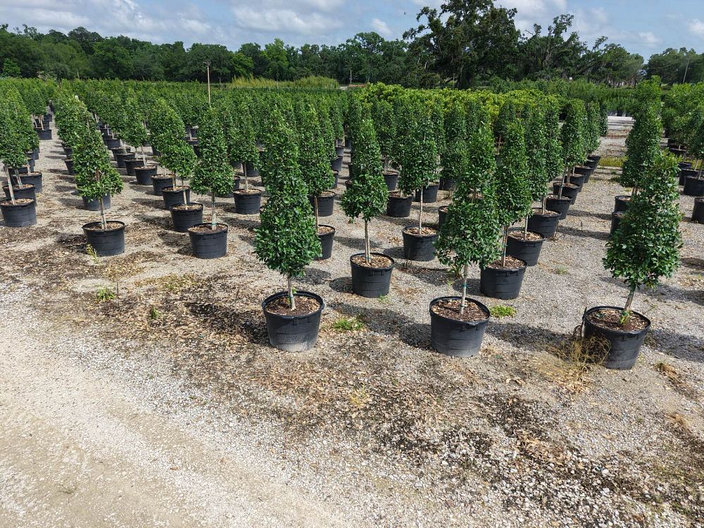 ilex-x-attenuata-eagleston-holly-eagleston-holly