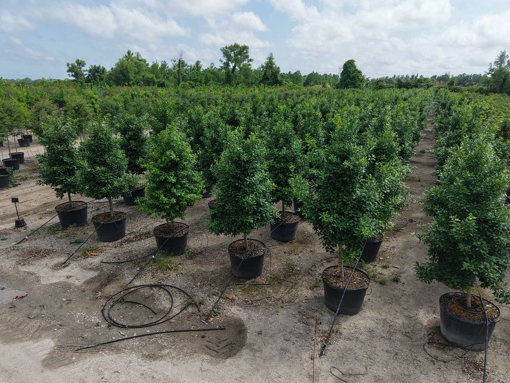 ilex-x-attenuata-eagleston-holly-eagleston-holly