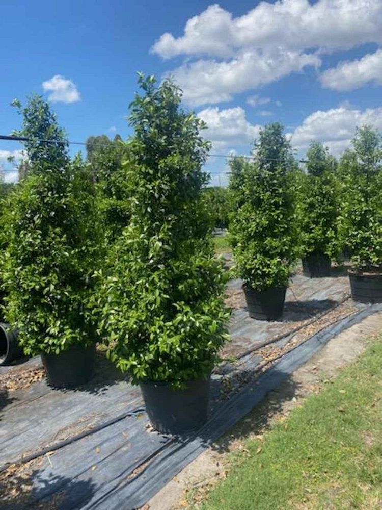 ilex-x-attenuata-eagleston-holly-eagleston-holly