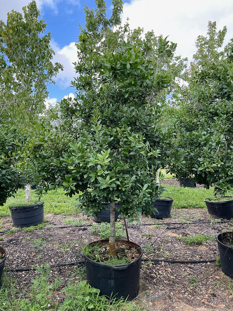 ilex-x-attenuata-eagleston-holly-eagleston-holly