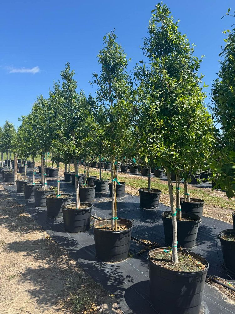 ilex-x-attenuata-eagleston-holly-eagleston-holly