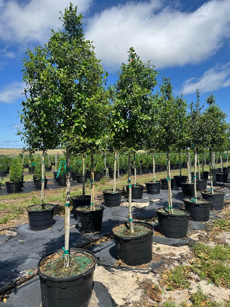ilex-x-attenuata-eagleston-holly-eagleston-holly