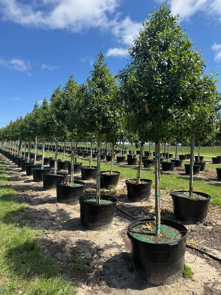 ilex-x-attenuata-eagleston-holly-eagleston-holly