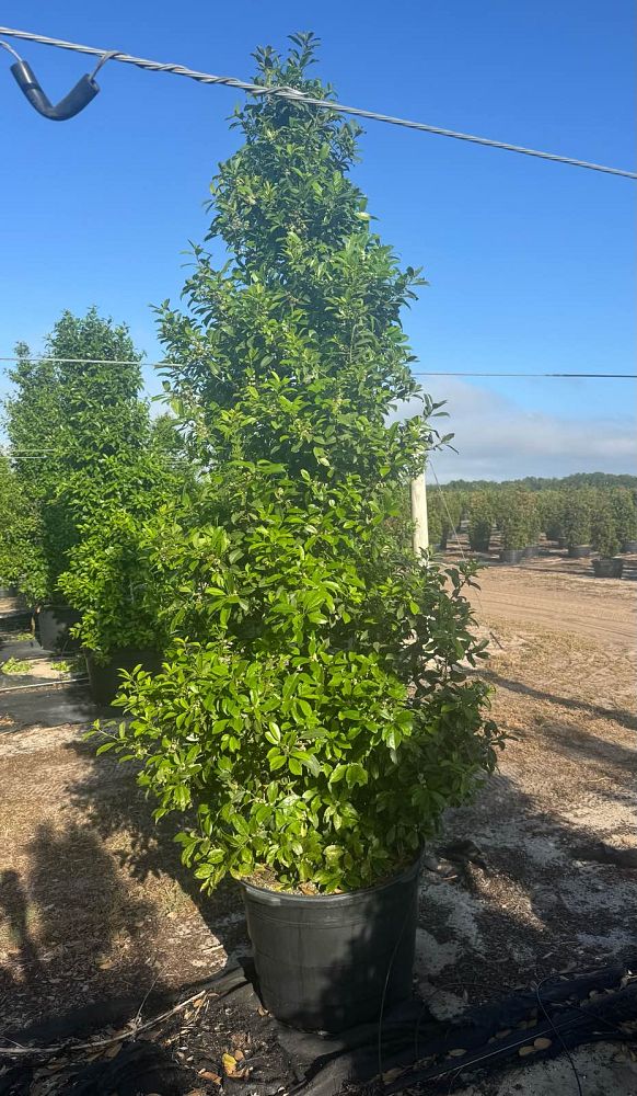 ilex-x-attenuata-eagleston-holly-eagleston-holly