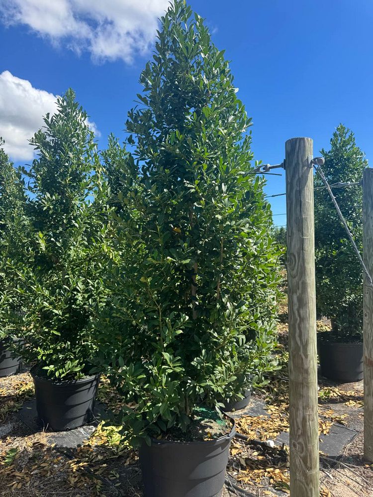 ilex-x-attenuata-eagleston-holly-eagleston-holly