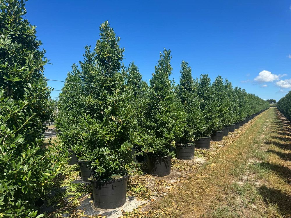 ilex-x-attenuata-eagleston-holly-eagleston-holly