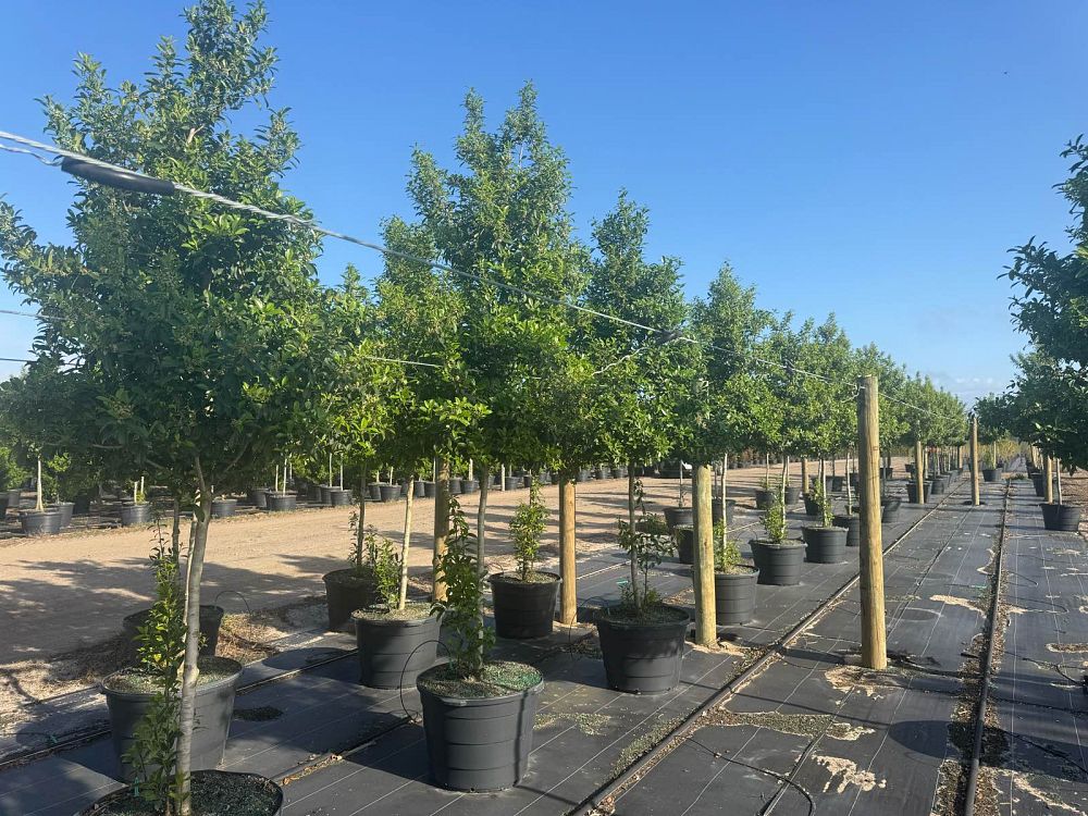 ilex-x-attenuata-eagleston-holly-eagleston-holly