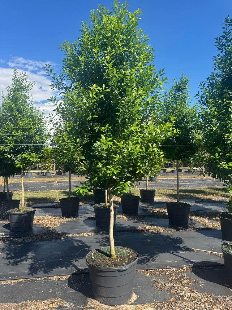 ilex-x-attenuata-eagleston-holly-eagleston-holly