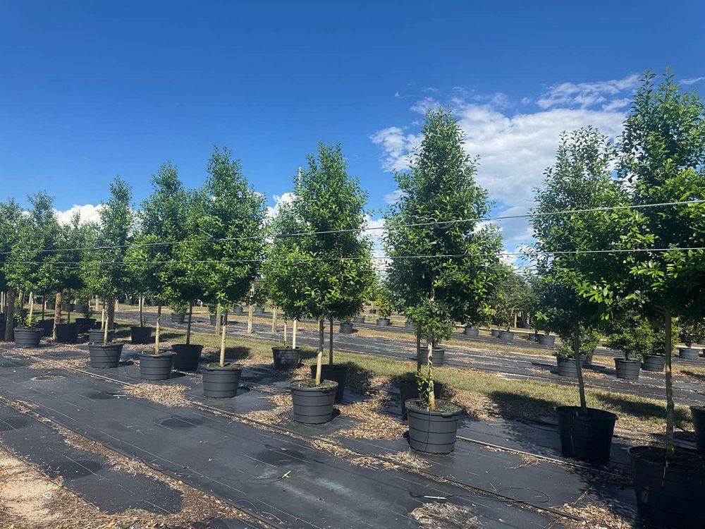 ilex-x-attenuata-eagleston-holly-eagleston-holly